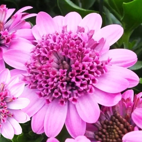 Osteospermum ecklonis 'Erato® Double Pink' - Eckloni kuldkakar 'Erato® Double Pink' P9/0,55L